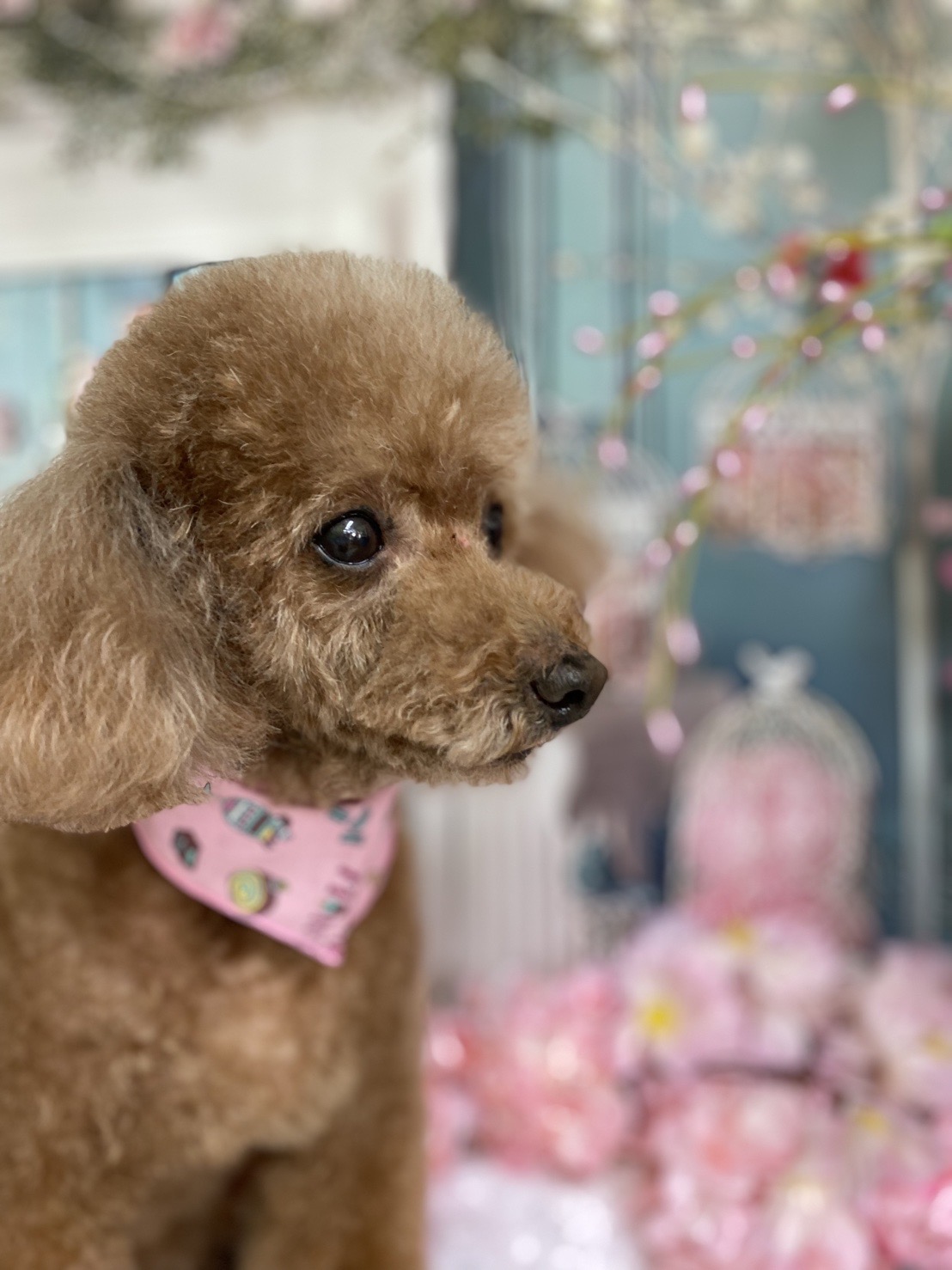 🐾 突然の異変…ぐしゃっと崩れたちろんちゃん😨【16歳トイプードルの老犬介護記録】