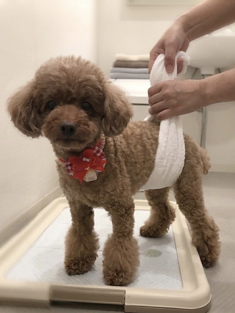 🚽 老犬の麻痺があってもトイレできる！看護師が試行錯誤した排泄サポート術3選